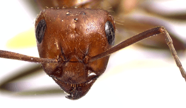 Formica obscuriventris photo 24