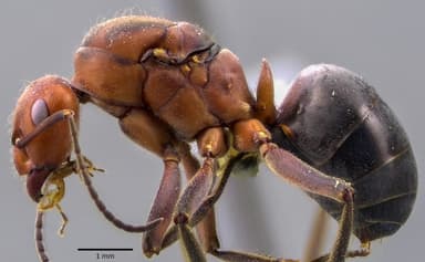 Formica obscuriventris photo 25