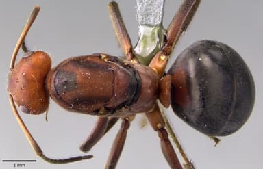 Formica obscuriventris photo 26