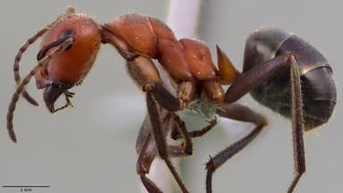 Formica obscuriventris photo 29