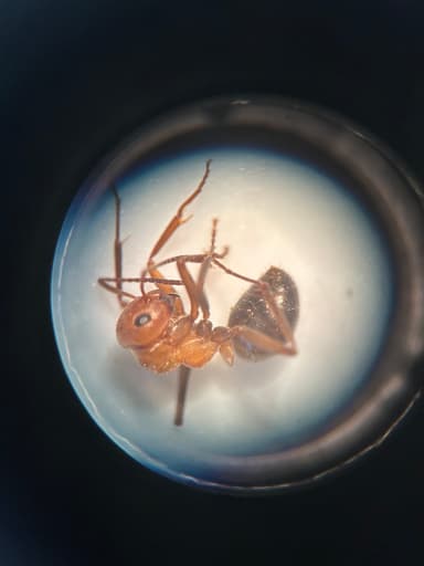 Formica obscuriventris photo 36