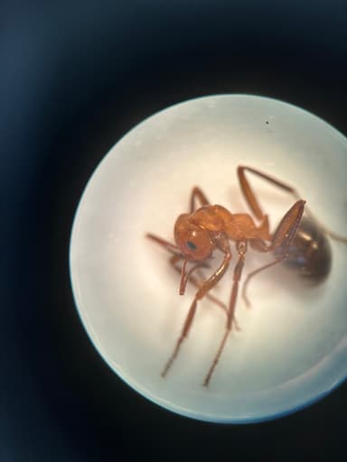 Formica obscuriventris photo 37