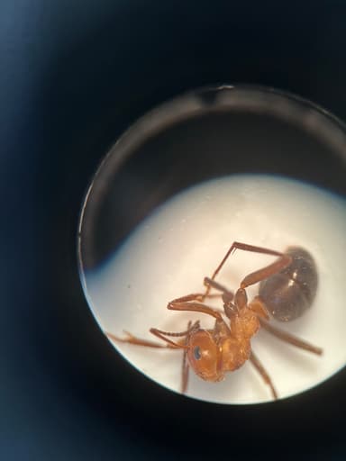 Formica obscuriventris photo 38