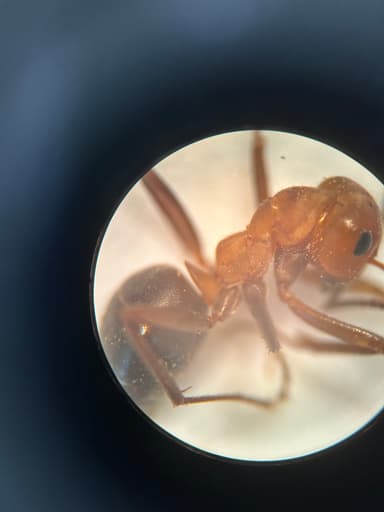 Formica obscuriventris photo 39