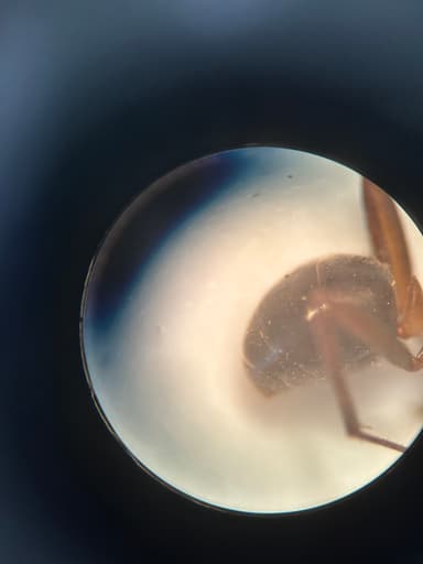 Formica obscuriventris photo 40