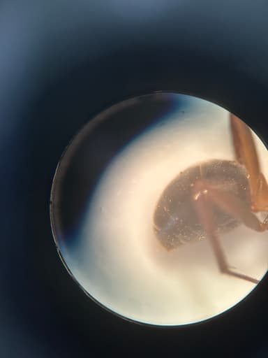 Formica obscuriventris photo 41