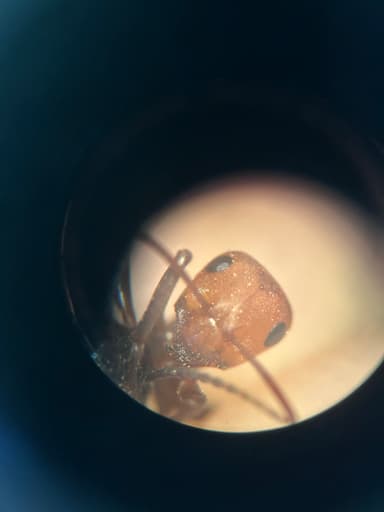 Formica obscuriventris photo 45