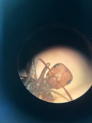 Formica obscuriventris photo 46