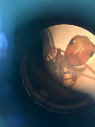 Formica obscuriventris photo 48