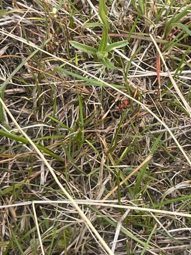 Formica obscuriventris photo 52