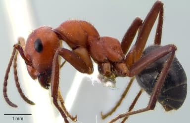 Formica obscuriventris photo 53