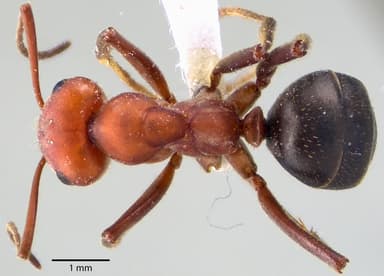 Formica obscuriventris photo 54