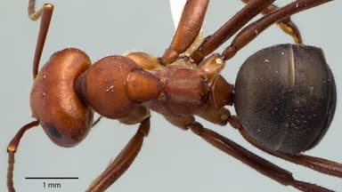 Formica obscuriventris photo 57