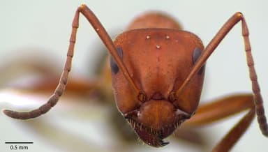 Formica obscuriventris photo 58