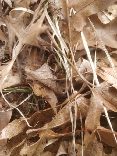 Formica obscuriventris photo 60
