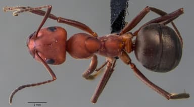 Formica obscuriventris photo 64