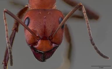 Formica obscuriventris photo 65