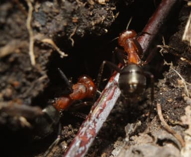 Formica obscuriventris photo 69