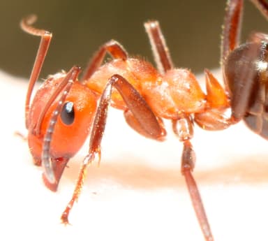Formica obscuriventris photo 70