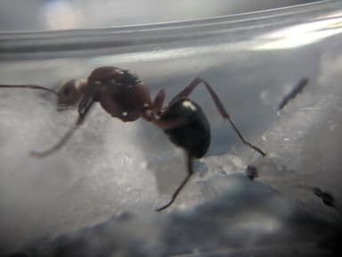 Formica obscuriventris — queen photo 73