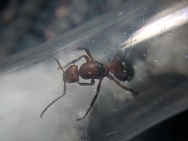Formica obscuriventris — queen photo 74