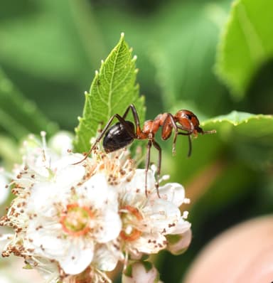 Formica obscuriventris photo 76