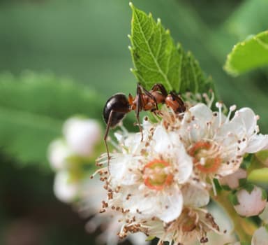 Formica obscuriventris photo 78