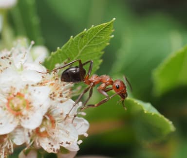 Formica obscuriventris photo 79