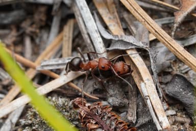 Formica obscuriventris photo 80