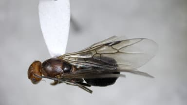 Formica obscuriventris photo 81