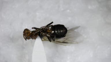 Formica obscuriventris photo 84