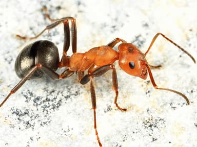 Formica obscuriventris photo 85