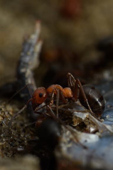 Formica obscuriventris photo 89
