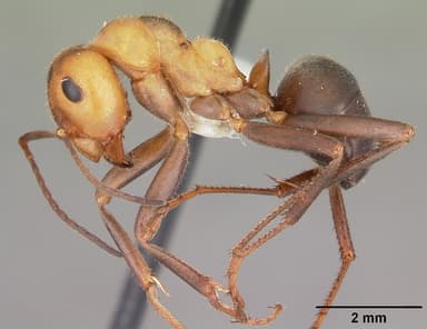 Formica obscuriventris — queen photo 3