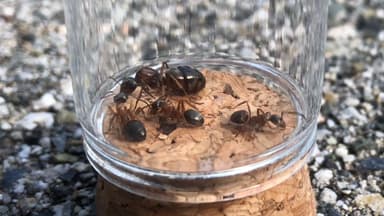 Formica pacifica — queen photo 61