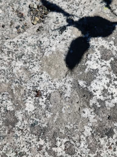 Formica pacifica photo 81