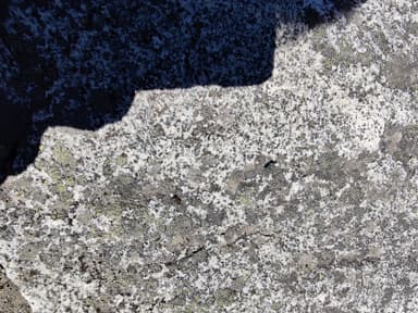 Formica pacifica photo 82