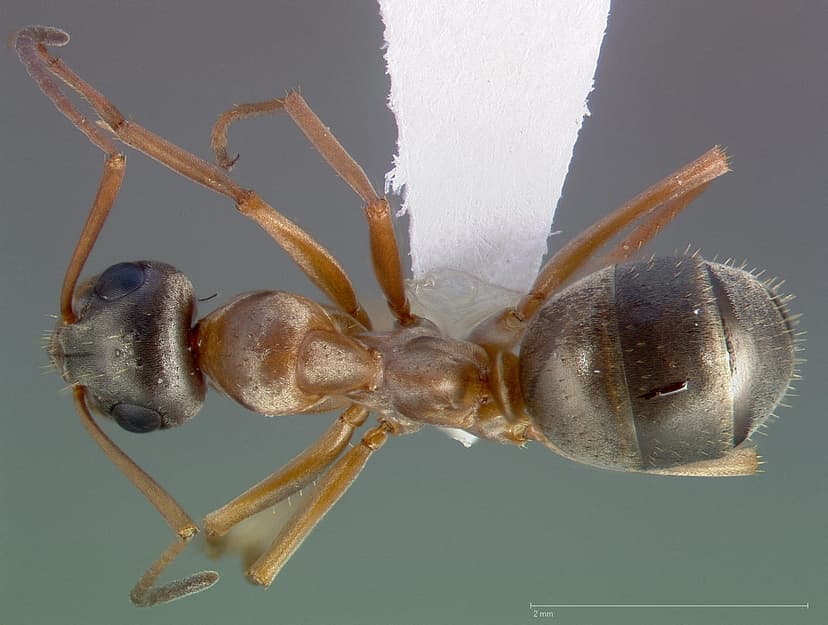 Formica pacifica photo 1