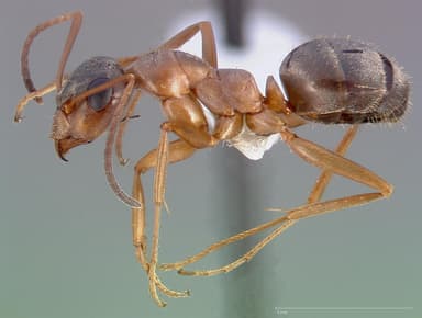 Formica pacifica — queen photo 2