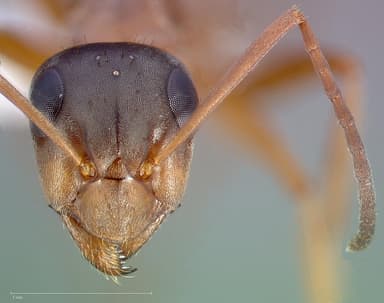 Formica pacifica — queen photo 3