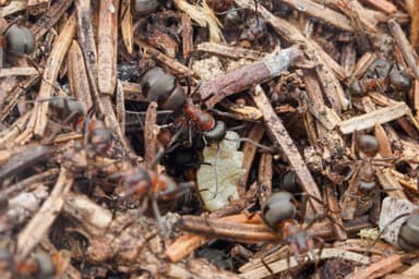 Formica paralugubris photo 14