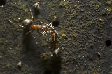 Formica paralugubris photo 18