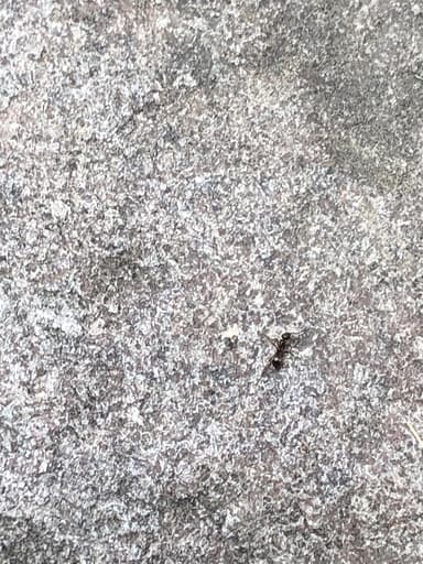Formica podzolica photo 9