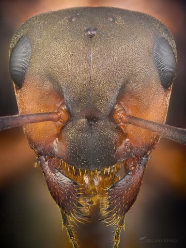 Formica polyctena photo 147