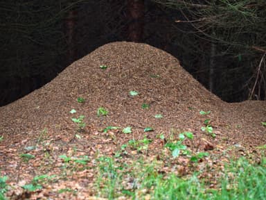 Formica polyctena photo 19