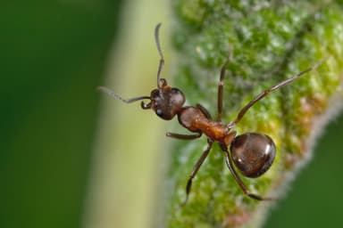 Formica polyctena photo 21