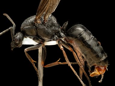 Formica polyctena — colony photo 25