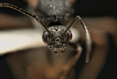 Formica polyctena — colony photo 26