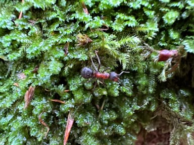 Formica polyctena photo 27
