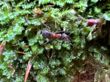 Formica polyctena photo 28